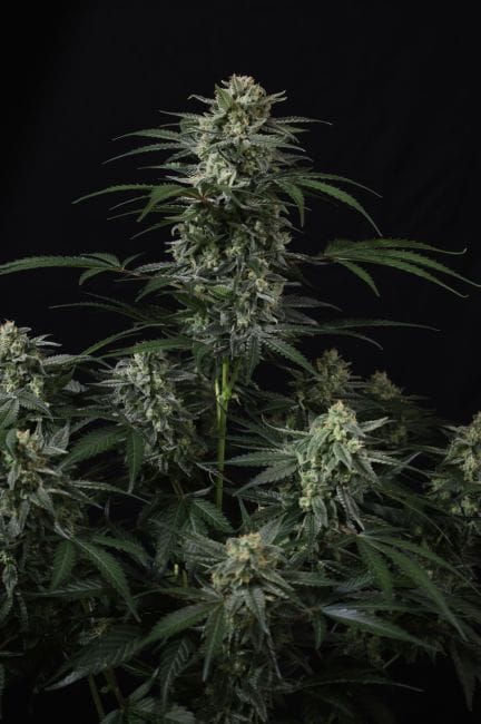 Banana Frost Auto феминизирани семена-FB-BAFR-AUTO-FEM