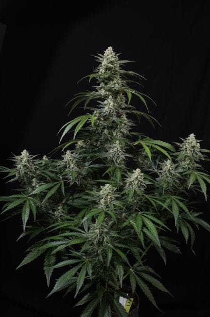 Banana Frost Auto феминизирани семена-FB-BAFR-AUTO-FEM