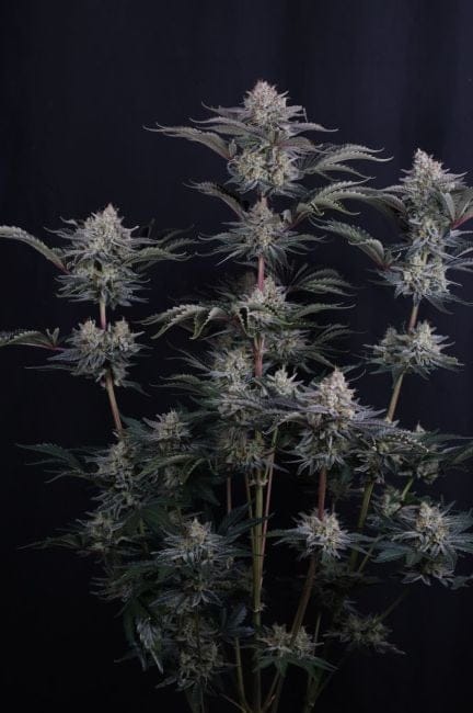 Mango Frost Auto Femminizzati Semi-FB-MAFR-AUTO-FEM