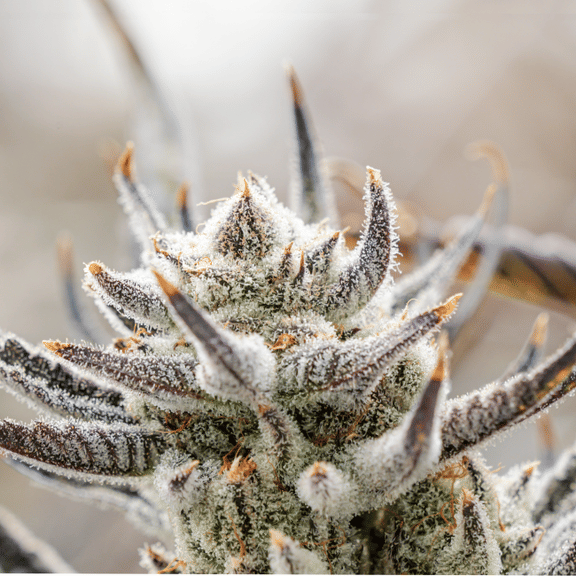 Tropic Thunder Funk Clones-SMAN-CL-ENBI-TRTF