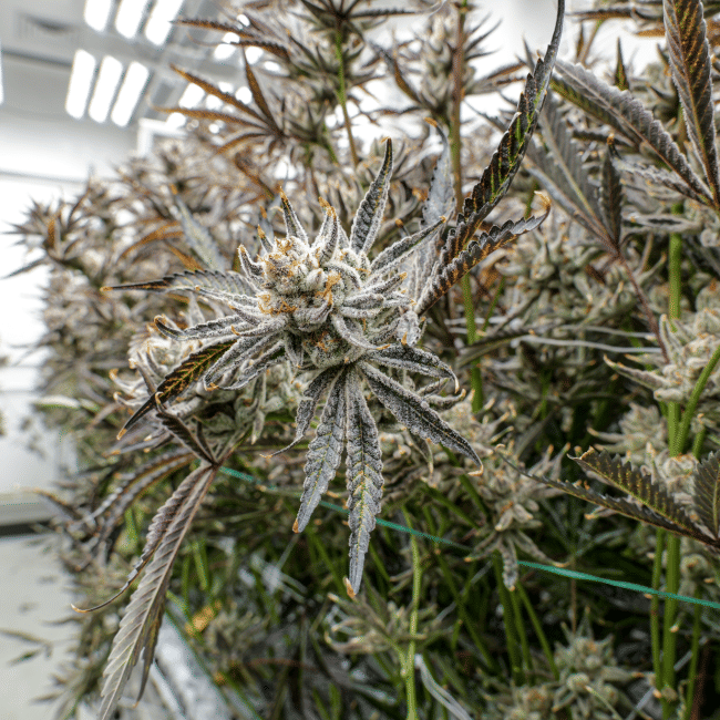 Tropic Thunder Funk Clones-SMAN-CL-ENBI-TRTF