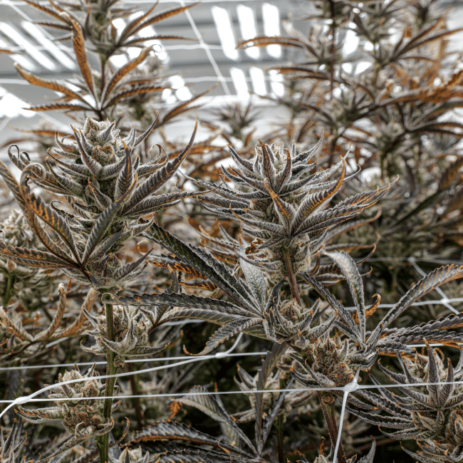 Tropic Thunder Funk Clones-SMAN-CL-ENBI-TRTF