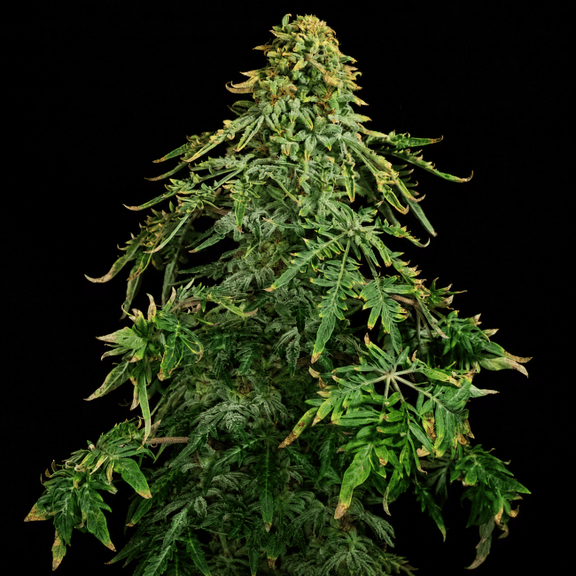 Freaky Ryder Auto Feminized Seeds-SMAN-FRRY-AUTO-FEM