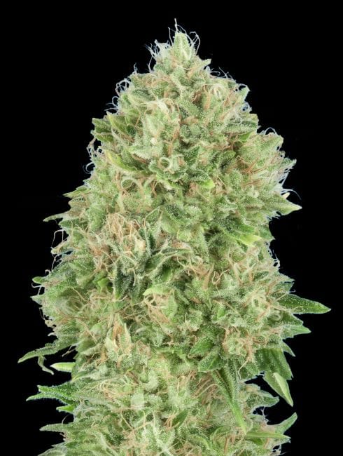 OG Kush SFV бързо феминизирани семена-ADV-OGKSFV-FAST-FEM