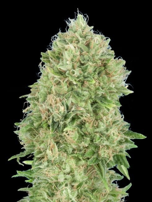 OG Kush SFV Schnell Feminisiert Samen-ADV-OGKSFV-FAST-FEM