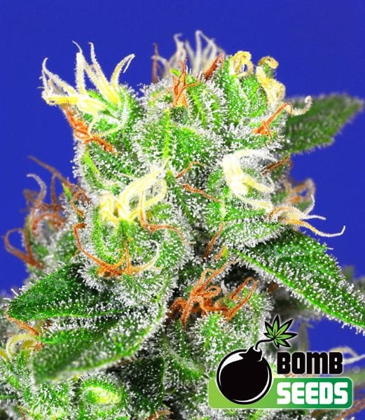 Medi Bomb #2 Feminised Seeds-BOMB-MEDIB2-FEM
