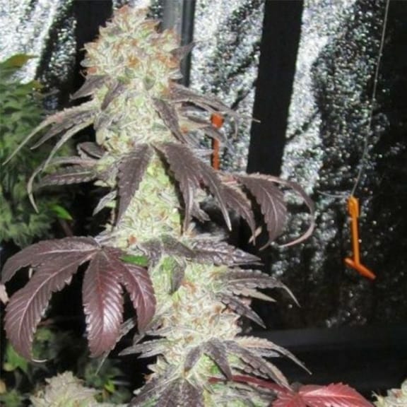Black Kush Feminised Seeds - 6-CC-BLKU-FEM-6