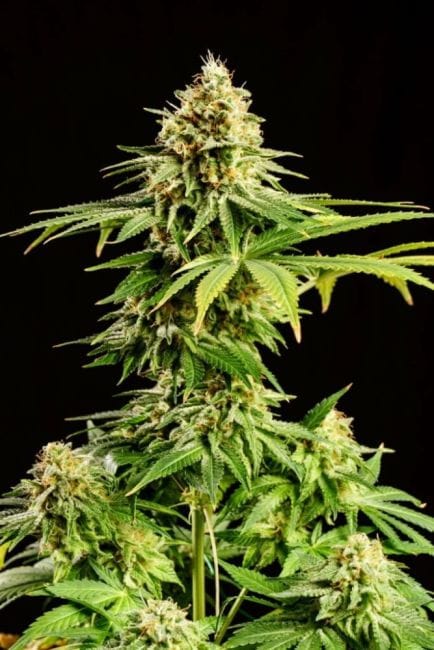 Hellfire OG Feminised Seeds-KBHOG