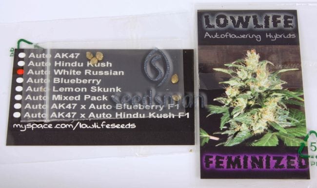 White Moscow Auto Feminised Seeds - 5-LLAWRFM5