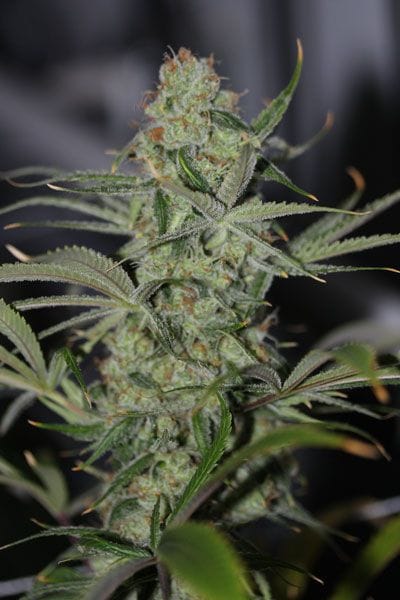 Galactic Jack Regular Seeds-TGA-GJ
