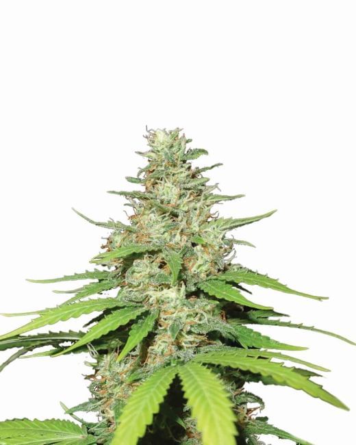 Top 44 Auto Feminised Seeds - 5-NV-T44-AUTO