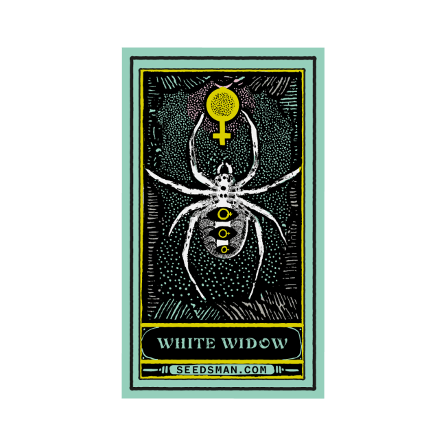 White Widow Feminised Seeds-whitewidow