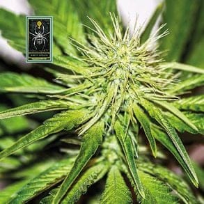 White Widow Féminisée Semences-whitewidow