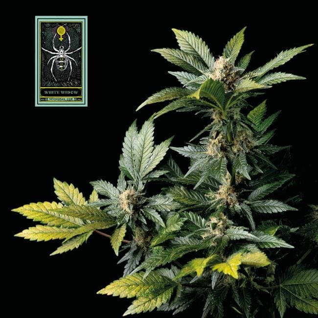 White Widow Féminisée Semences-whitewidow