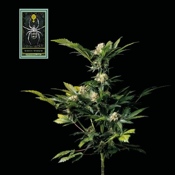 White Widow Feminized Seeds-whitewidow