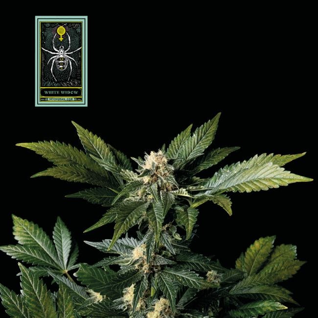 White Widow Feminised Seeds-whitewidow