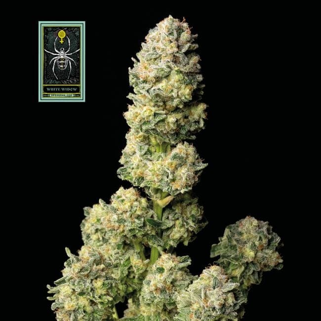 White Widow Féminisée Semences-whitewidow