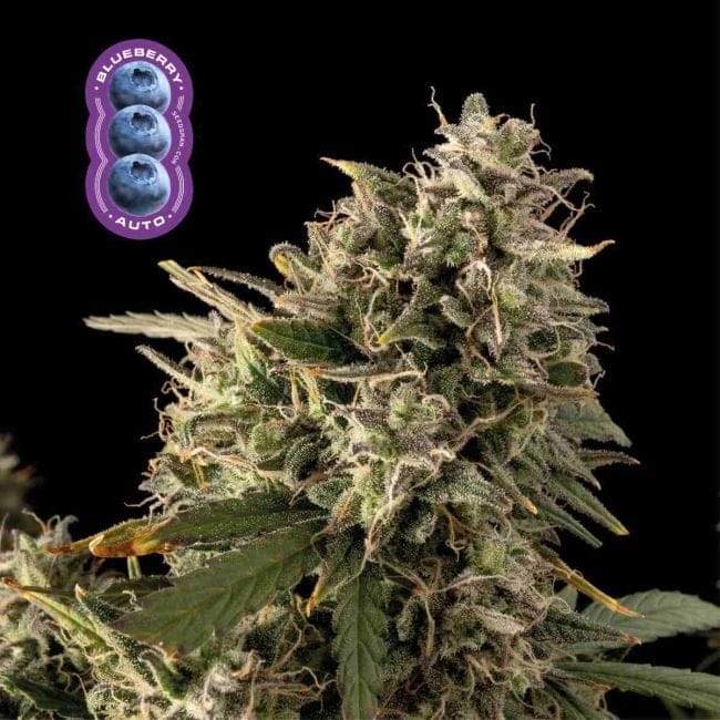 Blueberry Auto феминизирани семена-auto-blue