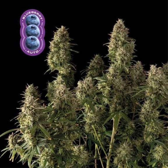Blueberry Auto Feminized Seeds-auto-blue