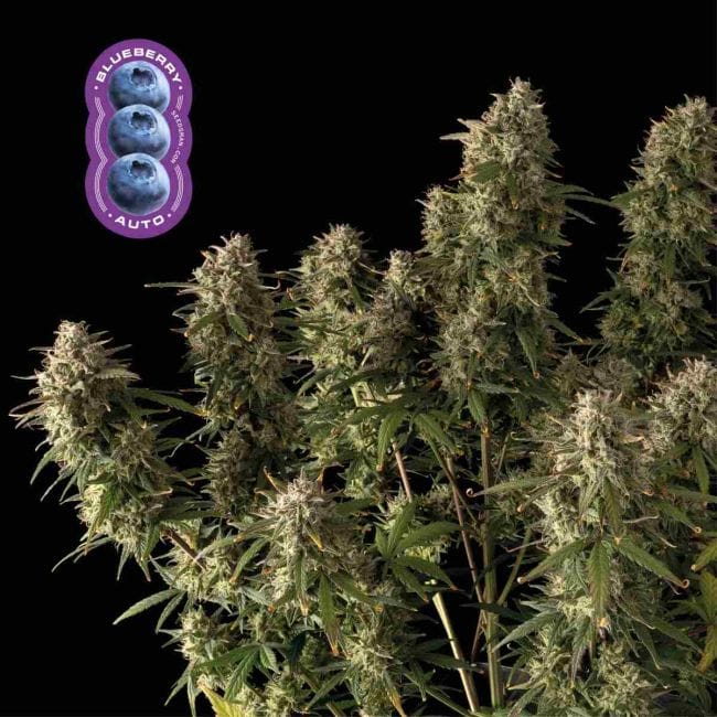 Blueberry Auto Feminized Seeds-auto-blue
