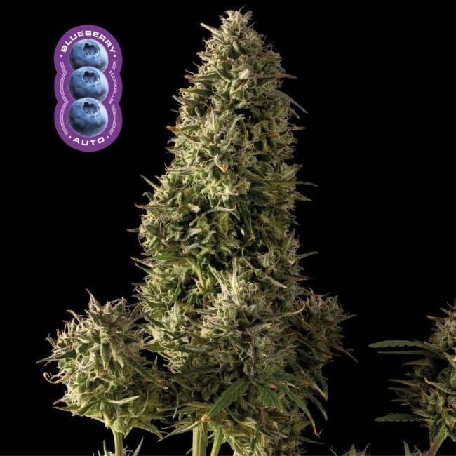 Blueberry Auto Feminized Seeds-auto-blue