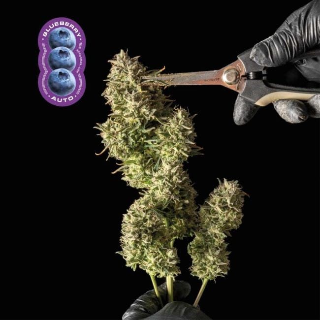 Blueberry Auto феминизирани семена-auto-blue