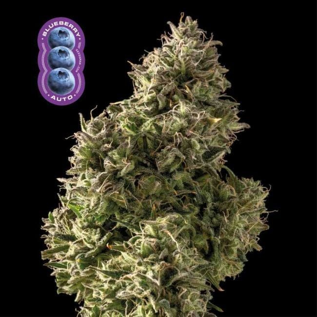 Blueberry Auto феминизирани семена-auto-blue