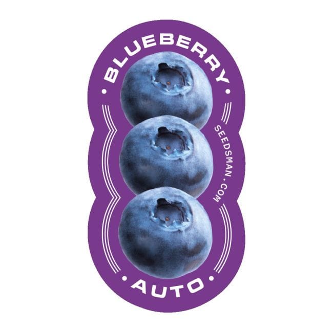 Blueberry Auto феминизирани семена-auto-blue