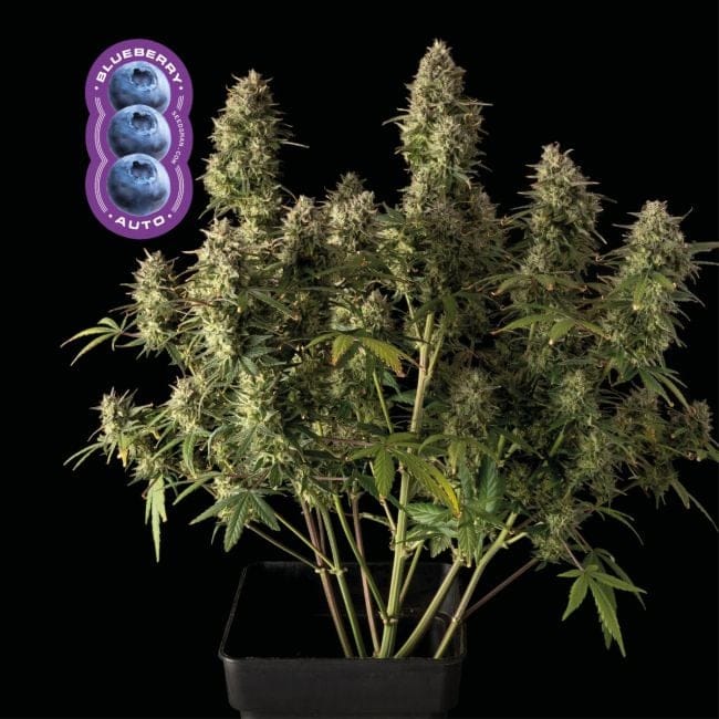 Blueberry Auto феминизирани семена-auto-blue