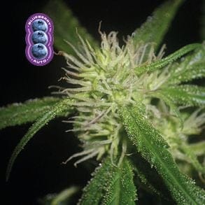 Blueberry Auto Feminized Seeds-auto-blue