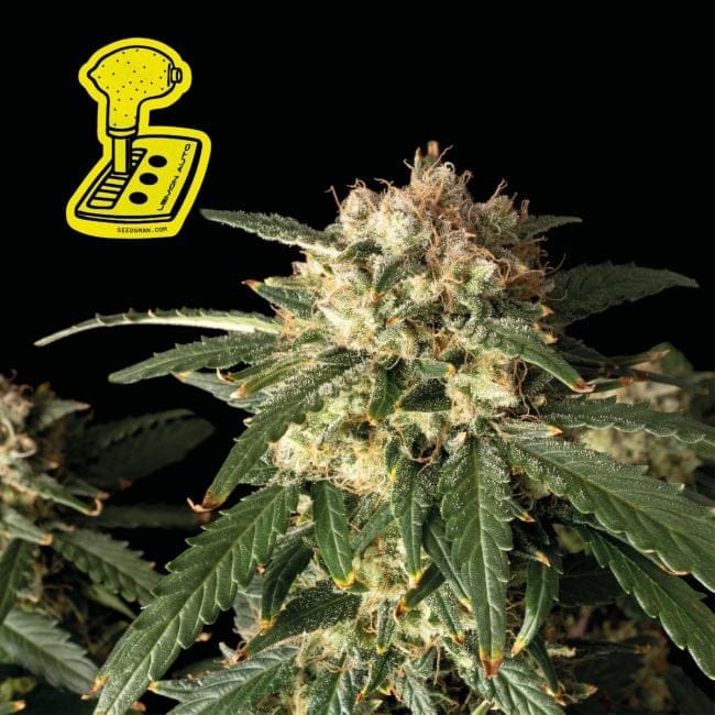 Lemon Auto феминизирани семена-auto-lemon