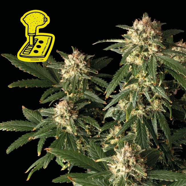 Lemon Auto феминизирани семена-auto-lemon