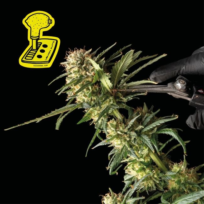 Lemon Auto Feminised Seeds-auto-lemon
