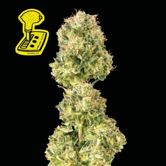 Lemon Auto Feminised Seeds-auto-lemon