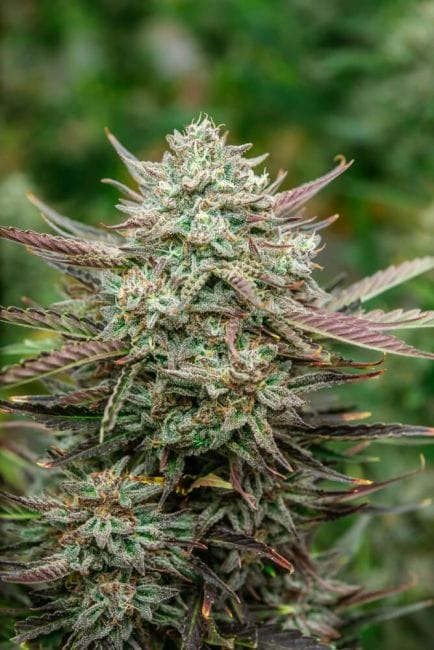 Face Fat Auto Feminised Seeds-ATL-FF-AUTO-FEM