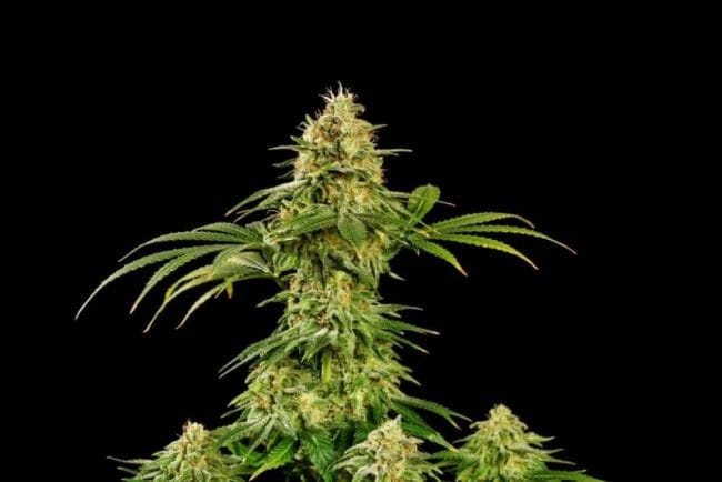 Hellfire OG Feminised Seeds-KBHOG