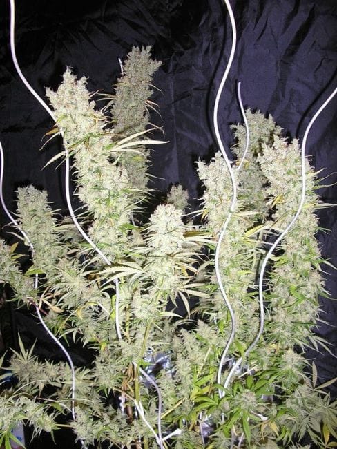 Zamalmystik Regular Seeds - 10-TROP-ZMLMSTK-REG-10