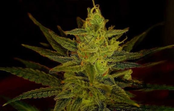 Zambezi Regular Seeds-HS-016R