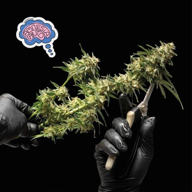Amnesia Auto Féminisée Semences-auto-amnesia