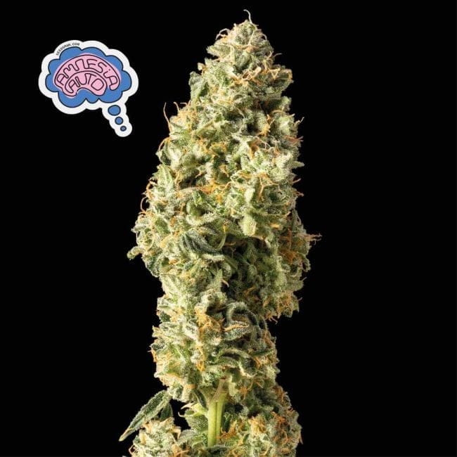 Amnesia Auto Feminised Seeds-auto-amnesia