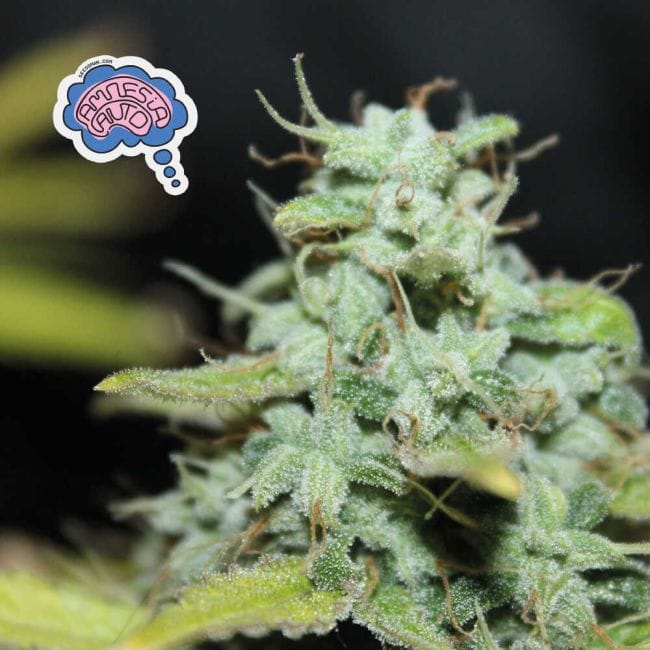 Amnesia Auto Féminisée Semences-auto-amnesia