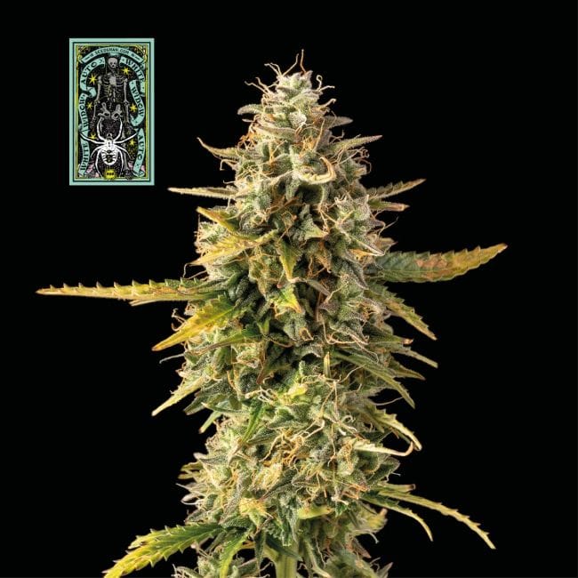 White Widow Auto Feminized Seeds-auto-white-widow