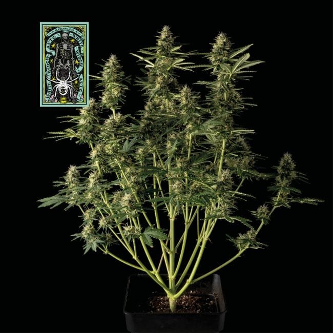 White Widow Auto Feminized Seeds-auto-white-widow