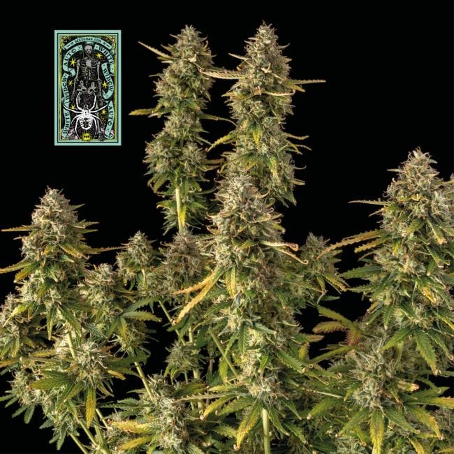 White Widow Auto феминизирани семена-auto-white-widow