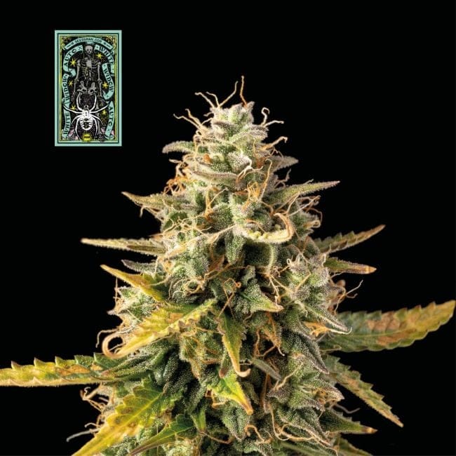 White Widow Auto феминизирани семена-auto-white-widow