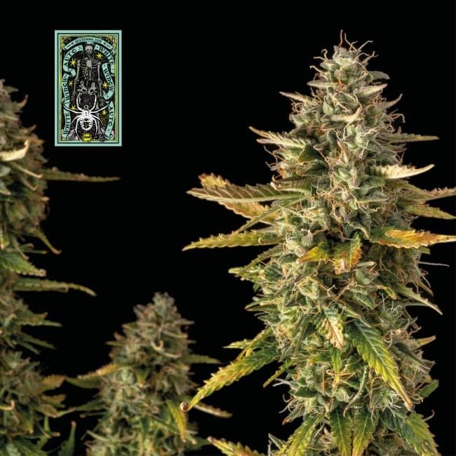 White Widow Auto феминизирани семена-auto-white-widow