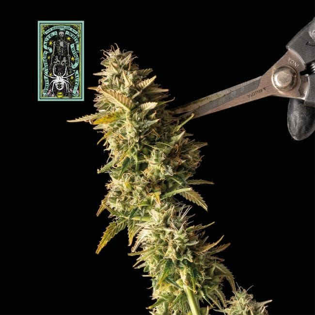 White Widow Auto Feminized Seeds-auto-white-widow