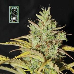 White Widow Auto феминизирани семена-auto-white-widow