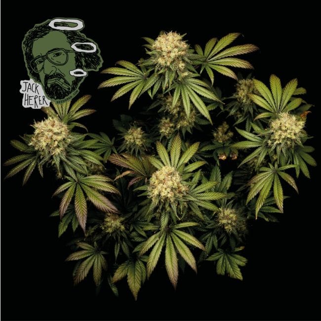 Jack Herer Feminised Seeds-jack-herer-fem