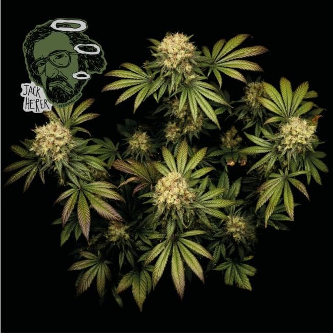 Jack Herer Feminizované Semena-jack-herer-fem